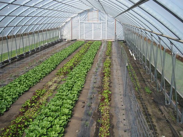 Vegetable production