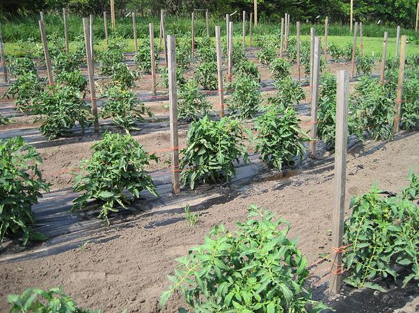 Tomatoes growing at Nature View Farms